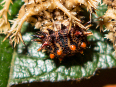 Moduza procris procris