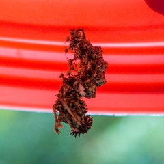 Moduza procris procris