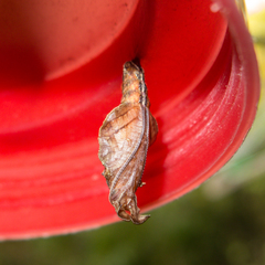 Moduza procris procris