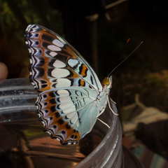 Moduza procris procris