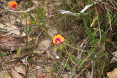Gompholobium ovatum