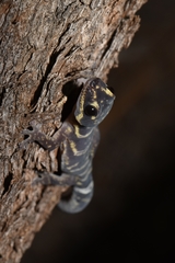 Oedura cincta