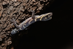 Oedura cincta