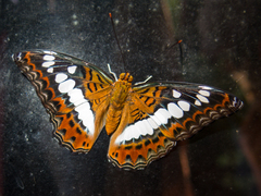 Moduza procris procris