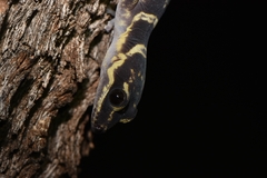 Oedura cincta