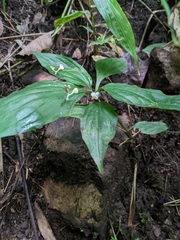Commelineae
