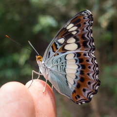 Moduza procris procris