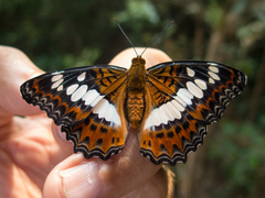 Moduza procris procris