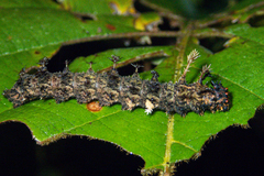 Moduza procris procris