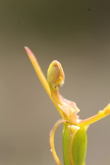 Drakaea micrantha