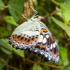 Moduza procris procris