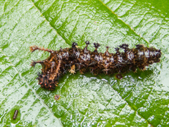 Moduza procris procris