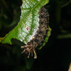 Moduza procris procris