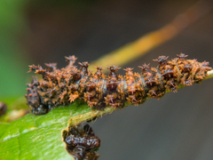 Moduza procris procris