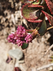Veronica lavaudiana