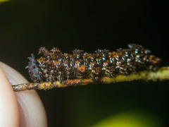 Moduza procris procris