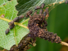 Moduza procris procris