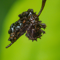 Moduza procris procris