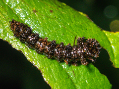 Moduza procris procris