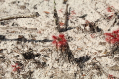Drosera roseana