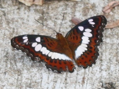 Moduza procris procris