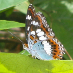 Moduza procris procris