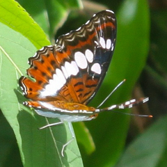 Moduza procris procris