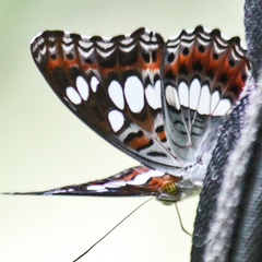 Moduza procris procris