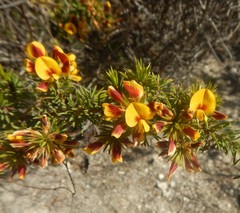 Pultenaea acerosa