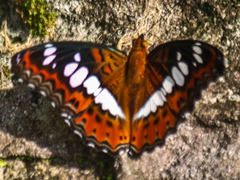 Moduza procris procris