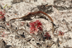 Drosera roseana