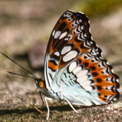 Moduza procris procris