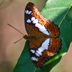 Moduza procris procris