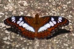 Moduza procris procris