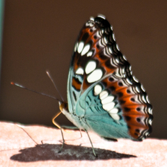 Moduza procris procris