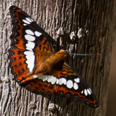 Moduza procris procris