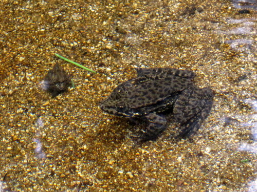 iNaturalist observation photo of Sierra Nevada Yellow-legged Frog