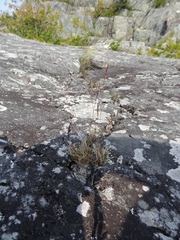 Festuca saximontana