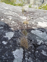 Festuca saximontana