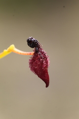 Drakaea micrantha