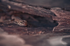 Pristurus