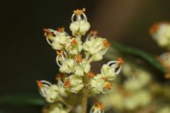 Pomaderris racemosa