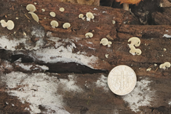 Crepidotus stipitatus