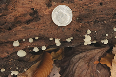 Crepidotus stipitatus
