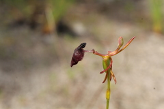 Drakaea