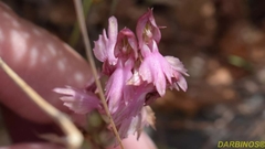 Anacamptis sancta