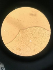 Crepidotus stipitatus