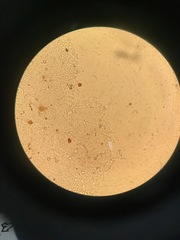 Crepidotus stipitatus