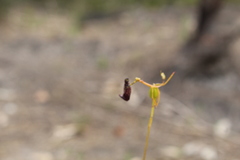 Drakaea livida