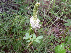 Sanguisorba stipulata